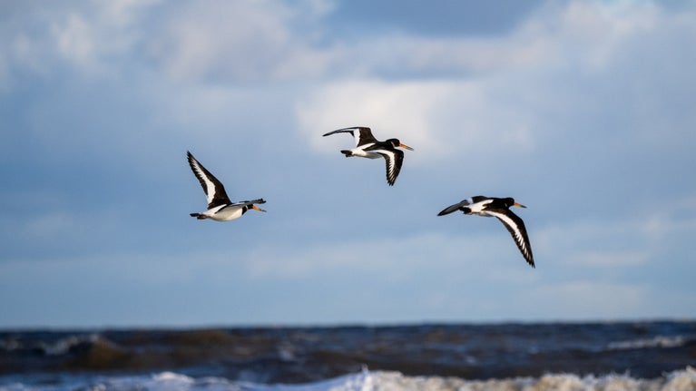 Oystercatchers in flight along the coastline at the Norfolk Coast